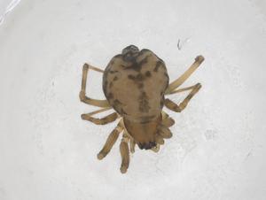  ( - CBG-B05049-A05)  @11 [ ] CreativeCommons - Attribution Share - Alike (2025) Centre for Biodiversity Genomics Centre for Biodiversity Genomics