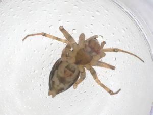  ( - CBG-B05049-E01)  @11 [ ] CreativeCommons - Attribution Share - Alike (2025) Centre for Biodiversity Genomics Centre for Biodiversity Genomics