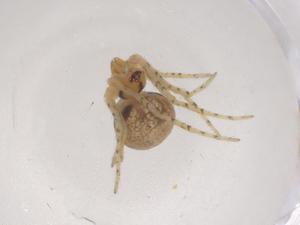  ( - CBG-B05050-B12)  @11 [ ] CreativeCommons - Attribution Share - Alike (2025) Centre for Biodiversity Genomics Centre for Biodiversity Genomics