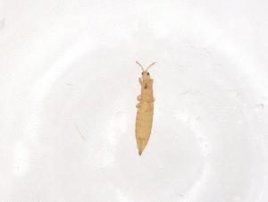  ( - CBG-B05050-H01)  @11 [ ] CreativeCommons - Attribution Share - Alike (2025) Centre for Biodiversity Genomics Centre for Biodiversity Genomics