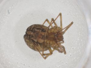  ( - CBG-B20235-B11)  @11 [ ] CreativeCommons - Attribution Share - Alike (2025) Centre for Biodiversity Genomics Centre for Biodiversity Genomics