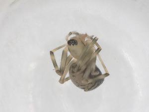  ( - CBG-B20235-C02)  @11 [ ] CreativeCommons - Attribution Share - Alike (2025) Centre for Biodiversity Genomics Centre for Biodiversity Genomics