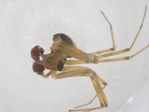  ( - CBG-B20239-B06)  @11 [ ] CreativeCommons - Attribution Share - Alike (2025) Centre for Biodiversity Genomics Centre for Biodiversity Genomics