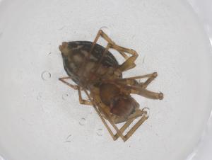  ( - CBG-B20239-B10)  @11 [ ] CreativeCommons - Attribution Share - Alike (2025) Centre for Biodiversity Genomics Centre for Biodiversity Genomics