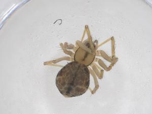  ( - CBG-B20239-E08)  @11 [ ] CreativeCommons - Attribution Share - Alike (2025) Centre for Biodiversity Genomics Centre for Biodiversity Genomics