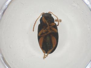  ( - CBG-B20260-D05)  @11 [ ] CreativeCommons - Attribution Share - Alike (2025) Centre for Biodiversity Genomics Centre for Biodiversity Genomics