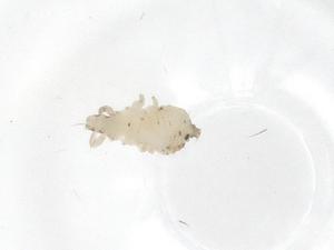  ( - CBG-B20260-H09)  @11 [ ] CreativeCommons - Attribution Share - Alike (2025) Centre for Biodiversity Genomics Centre for Biodiversity Genomics