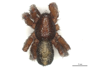  ( - CBG-B20285-B06)  @11 [ ] CreativeCommons - Attribution Share - Alike (2025) CBG Photography Group Centre for Biodiversity Genomics