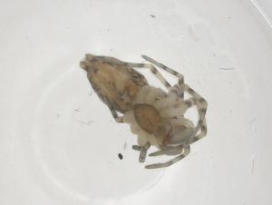  ( - CBG-B20444-A04)  @11 [ ] CreativeCommons - Attribution Share - Alike (2025) Centre for Biodiversity Genomics Centre for Biodiversity Genomics