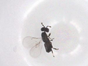  ( - CBG-B20781-G04)  @11 [ ] CreativeCommons - Attribution Share - Alike (2025) Centre for Biodiversity Genomics Centre for Biodiversity Genomics