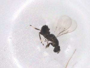  ( - CBG-B20781-G09)  @11 [ ] CreativeCommons - Attribution Share - Alike (2025) Centre for Biodiversity Genomics Centre for Biodiversity Genomics