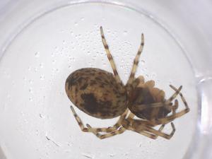  ( - CBG-B20782-C01)  @11 [ ] CreativeCommons - Attribution Share - Alike (2025) Centre for Biodiversity Genomics Centre for Biodiversity Genomics