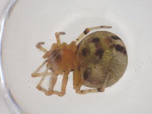  ( - CBG-B20911-D08)  @11 [ ] CreativeCommons - Attribution Share - Alike (2025) Centre for Biodiversity Genomics Centre for Biodiversity Genomics