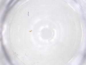  ( - CBG-B21017-H02)  @11 [ ] CreativeCommons - Attribution Share - Alike (2025) Centre for Biodiversity Genomics Centre for Biodiversity Genomics