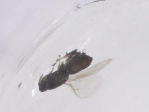  ( - CBG-B21019-B10)  @11 [ ] CreativeCommons - Attribution Share - Alike (2025) Centre for Biodiversity Genomics Centre for Biodiversity Genomics