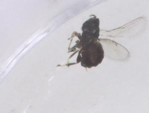  ( - CBG-B21019-B11)  @11 [ ] CreativeCommons - Attribution Share - Alike (2025) Centre for Biodiversity Genomics Centre for Biodiversity Genomics