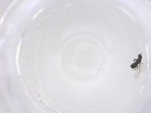  ( - CBG-B21019-B12)  @11 [ ] CreativeCommons - Attribution Share - Alike (2025) Centre for Biodiversity Genomics Centre for Biodiversity Genomics