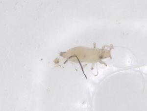  ( - CBG-B21021-F05)  @11 [ ] CreativeCommons - Attribution Share - Alike (2025) Centre for Biodiversity Genomics Centre for Biodiversity Genomics