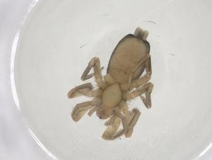  ( - CBG-B21022-B04)  @11 [ ] CreativeCommons - Attribution Share - Alike (2025) Centre for Biodiversity Genomics Centre for Biodiversity Genomics