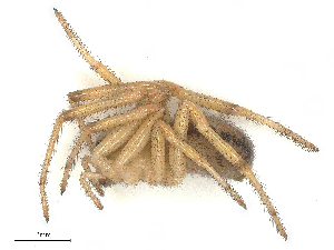  (Steatoda nobilis - CBG-B21238-G06)  @11 [ ] CreativeCommons - Attribution Share - Alike (2025) CBG Photography Group Centre for Biodiversity Genomics