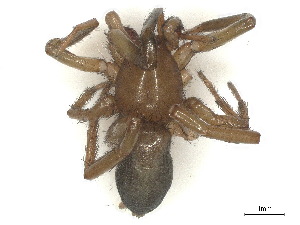  ( - CBG-B21238-G08)  @11 [ ] CreativeCommons - Attribution Share - Alike (2025) CBG Photography Group Centre for Biodiversity Genomics