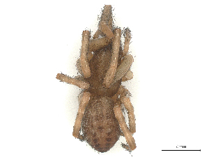  ( - CBG-B21238-H09)  @11 [ ] CreativeCommons - Attribution Share - Alike (2025) CBG Photography Group Centre for Biodiversity Genomics