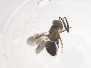  ( - CBG-B22202-B01)  @11 [ ] CreativeCommons - Attribution Share - Alike (2025) Centre for Biodiversity Genomics Centre for Biodiversity Genomics