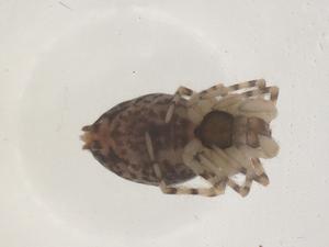  ( - CBG-B22202-C09)  @11 [ ] CreativeCommons - Attribution Share - Alike (2025) Centre for Biodiversity Genomics Centre for Biodiversity Genomics