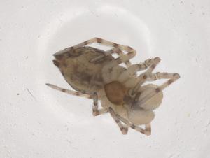  ( - CBG-B22202-F10)  @11 [ ] CreativeCommons - Attribution Share - Alike (2025) Centre for Biodiversity Genomics Centre for Biodiversity Genomics