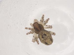  ( - CBG-B22202-G05)  @11 [ ] CreativeCommons - Attribution Share - Alike (2025) Centre for Biodiversity Genomics Centre for Biodiversity Genomics