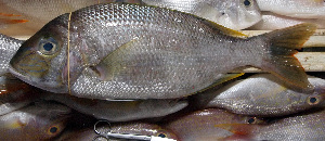  ( - LETked_20120314-B.2)  @11 [ ] CreativeCommons  Attribution Non-Commercial Share-Alike (2012) F. Giancarlo Proyek Biokor, Indonesia