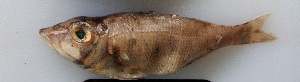  ( - LETked_20121118-W.2)  @11 [ ] CreativeCommons  Attribution Non-Commercial Share-Alike (2012) F. Giancarlo Proyek Biokor, Indonesia