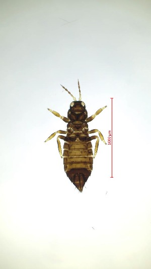  (Sericothrips bicornis - BH9T)  @11 [ ] CreativeCommons  Attribution Share-Alike (by-sa) (2023) Emma Wahlberg Swedish Museum of Natural History