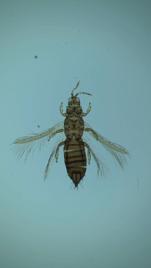  ( - CO8T)  @11 [ ] CreativeCommons Attribution Share-Alike (by-sa) (2025) Emma Wahlberg Swedish Museum of Natural History