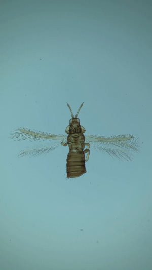  ( - CO9T)  @11 [ ] CreativeCommons Attribution Share-Alike (by-sa) (2025) Emma Wahlberg Swedish Museum of Natural History