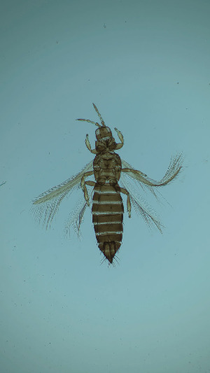  ( - CP2T)  @11 [ ] CreativeCommons Attribution Share-Alike (by-sa) (2025) Emma Wahlberg Swedish Museum of Natural History