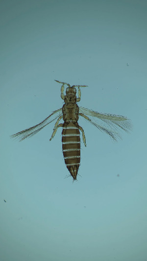  ( - CP4T)  @11 [ ] CreativeCommons Attribution Share-Alike (by-sa) (2025) Emma Wahlberg Swedish Museum of Natural History