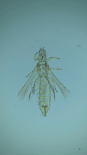  ( - CY8T)  @11 [ ] CreativeCommons Attribution Share-Alike (by-sa) (2025) Emma Wahlberg Swedish Museum of Natural History