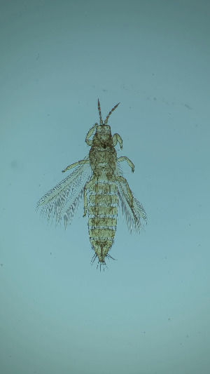  ( - DD7T)  @11 [ ] CreativeCommons Attribution Share-Alike (by-sa) (2025) Emma Wahlberg Swedish Museum of Natural History