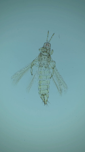  ( - DF5T)  @11 [ ] CreativeCommons Attribution Share-Alike (by-sa) (2025) Emma Wahlberg Swedish Museum of Natural History