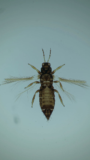  ( - DJ7T)  @11 [ ] CreativeCommons Attribution Share-Alike (by-sa) (2025) Emma Wahlberg Swedish Museum of Natural History