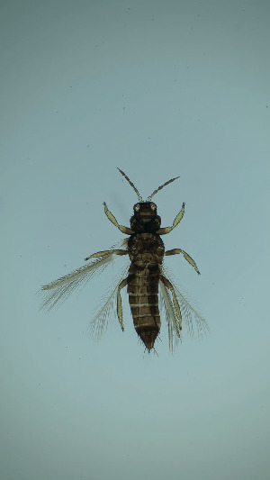  (Neohydatothrips gracillicornis - DP5T)  @11 [ ] CreativeCommons Attribution Share-Alike (by-sa) (2025) Emma Wahlberg Swedish Museum of Natural History