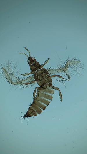  ( - DQ2T)  @11 [ ] CreativeCommons Attribution Share-Alike (by-sa) (2025) Emma Wahlberg Swedish Museum of Natural History