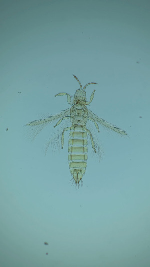 (Thrips urticae - DS1T)  @11 [ ] CreativeCommons Attribution Share-Alike (by-sa) (2025) Emma Wahlberg Swedish Museum of Natural History