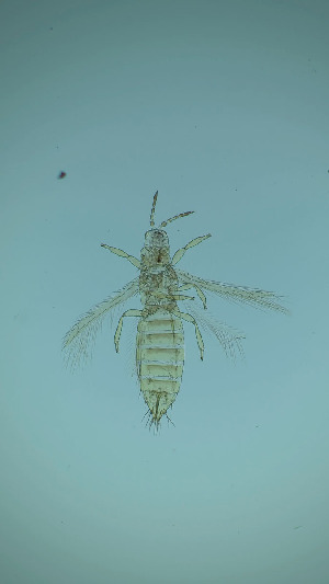  ( - DS3T)  @11 [ ] CreativeCommons Attribution Share-Alike (by-sa) (2025) Emma Wahlberg Swedish Museum of Natural History