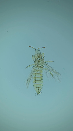  ( - DS4T)  @11 [ ] CreativeCommons Attribution Share-Alike (by-sa) (2025) Emma Wahlberg Swedish Museum of Natural History