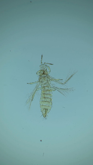  ( - DS5T)  @11 [ ] CreativeCommons Attribution Share-Alike (by-sa) (2025) Emma Wahlberg Swedish Museum of Natural History