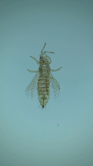  ( - DT6T)  @11 [ ] CreativeCommons Attribution Share-Alike (by-sa) (2025) Emma Wahlberg Swedish Museum of Natural History