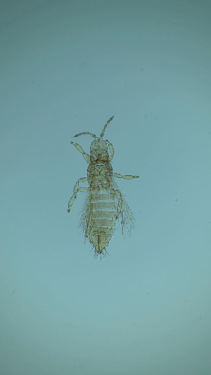  ( - DT7T)  @11 [ ] CreativeCommons Attribution Share-Alike (by-sa) (2025) Emma Wahlberg Swedish Museum of Natural History