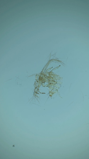  ( - DT8T)  @11 [ ] CreativeCommons Attribution Share-Alike (by-sa) (2025) Emma Wahlberg Swedish Museum of Natural History